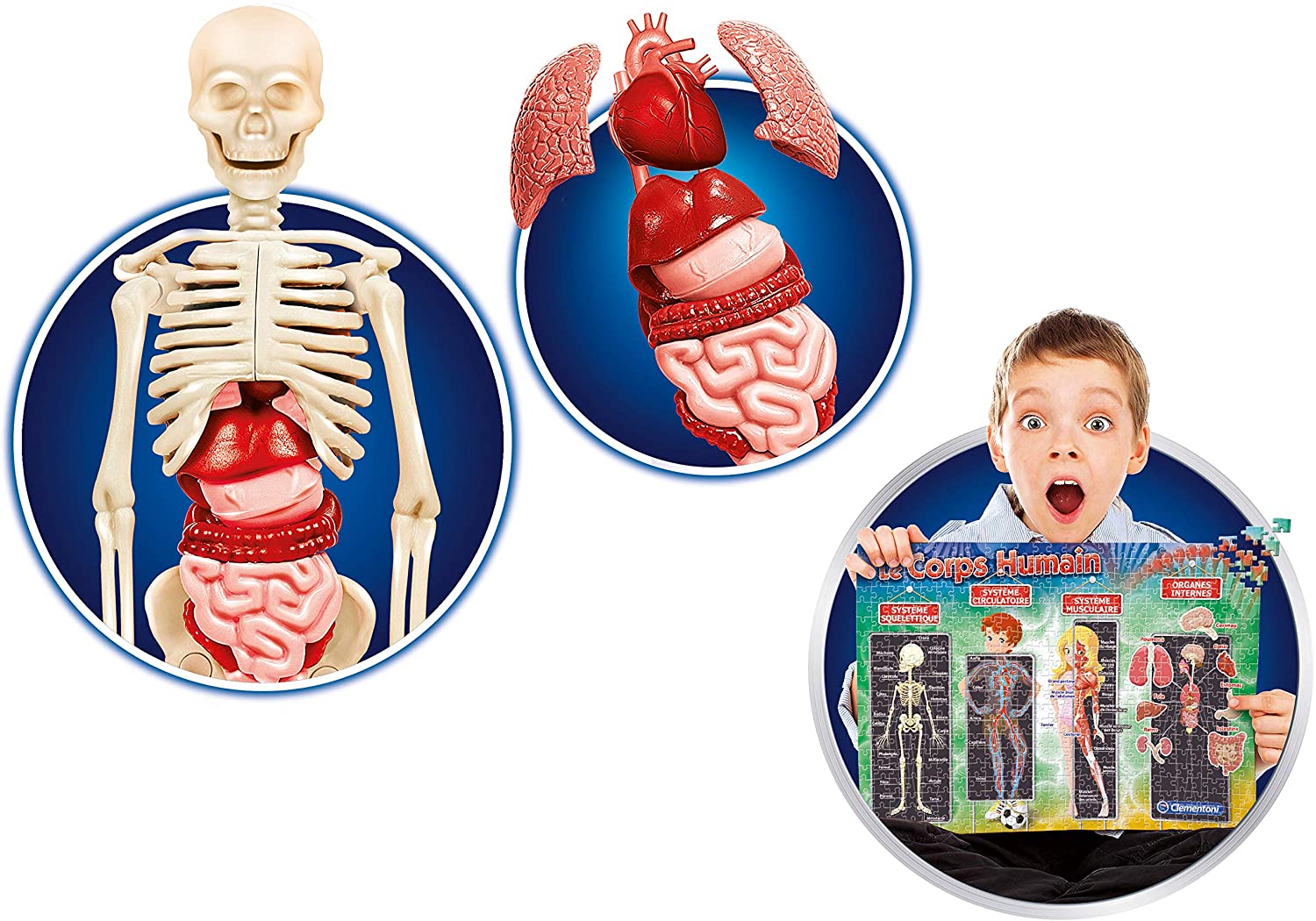 Puzzle Éducatif du Corps Humain - Apprentissage de l'Anatomie