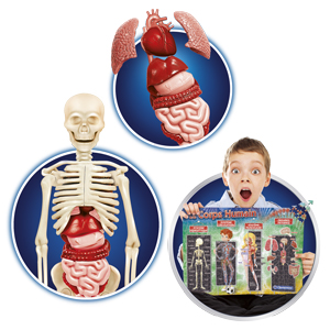 Jeu Scientifique Le Corps Humain - Anatomie Éducative